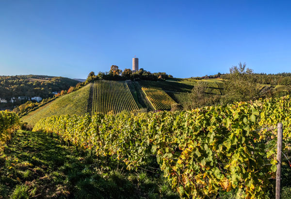 Kiedricher weinberge mueringer