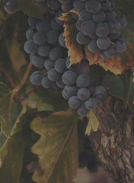 weinpyramide_mood_01